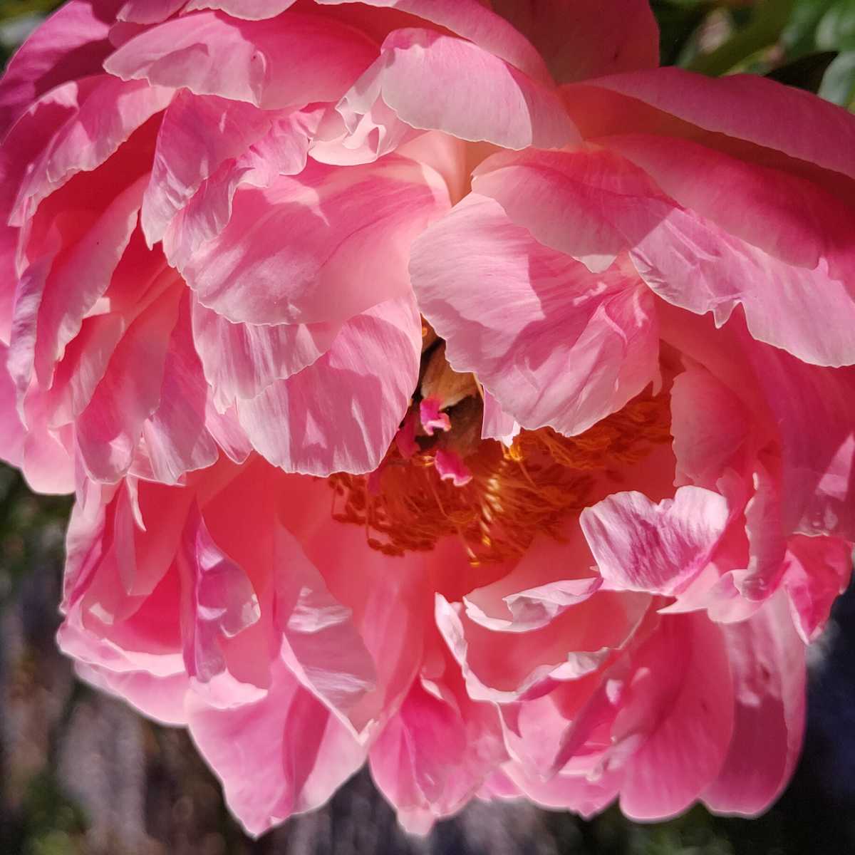 fuchsia peony